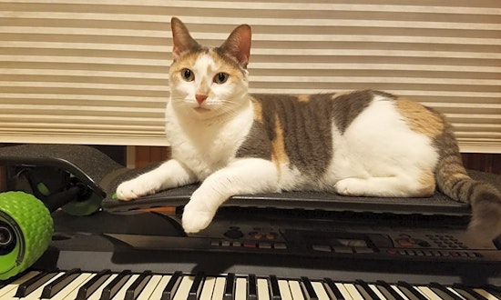 7 charming cats to adopt now in Washington