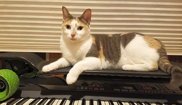 7 charming cats to adopt now in Washington