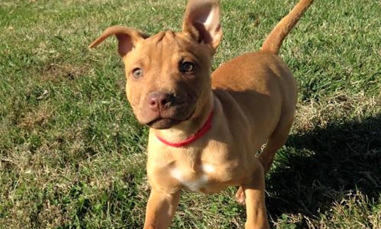 5 perfect puppies to adopt now in St. Louis