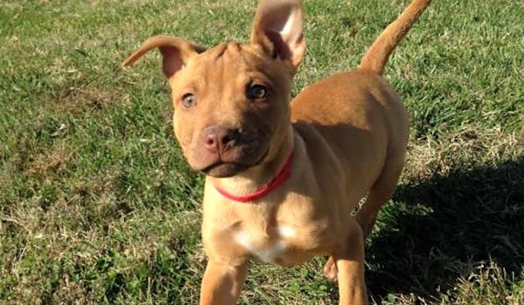 5 perfect puppies to adopt now in St. Louis