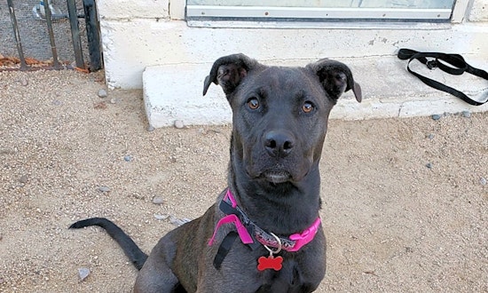 4 perfect pups to adopt now in Phoenix