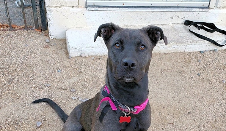 4 perfect pups to adopt now in Phoenix