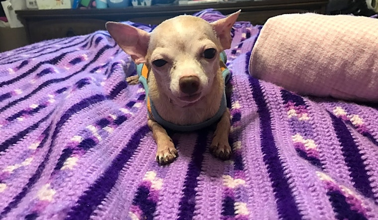 These Fresno-based canines are up for adoption and in need of a good home