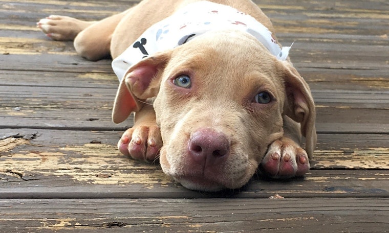 Looking to adopt a pet? Here are 6 perfect pups to adopt now in Houston
