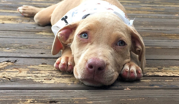 Looking to adopt a pet? Here are 6 perfect pups to adopt now in Houston