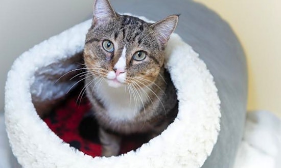 Want to adopt a pet? Here are 7 charming cats to adopt now in Raleigh