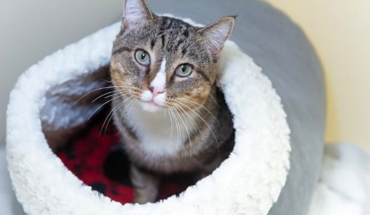 Want to adopt a pet? Here are 7 charming cats to adopt now in Raleigh