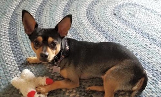 6 cuddly canines to adopt now in Cincinnati