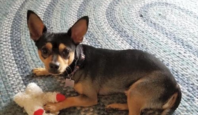 6 cuddly canines to adopt now in Cincinnati