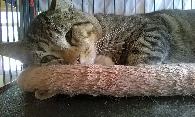 Looking to adopt a pet? Here are 7 charming cats to adopt now in Minneapolis
