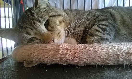Looking to adopt a pet? Here are 7 charming cats to adopt now in Minneapolis