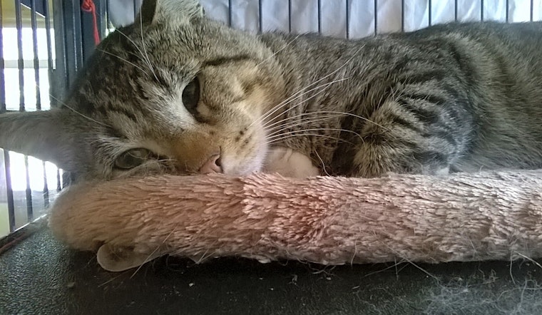 Looking to adopt a pet? Here are 7 charming cats to adopt now in Minneapolis
