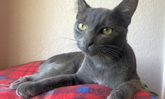 These Mesa-based kitties are up for adoption and in need of a good home