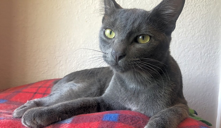 These Mesa-based kitties are up for adoption and in need of a good home