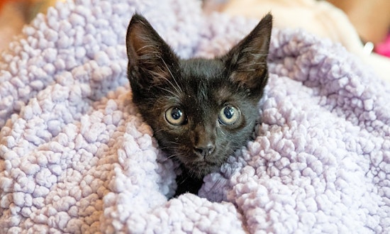 These San Antonio-based kittens are up for adoption and in need of a good home