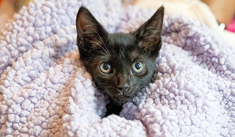 These San Antonio-based kittens are up for adoption and in need of a good home