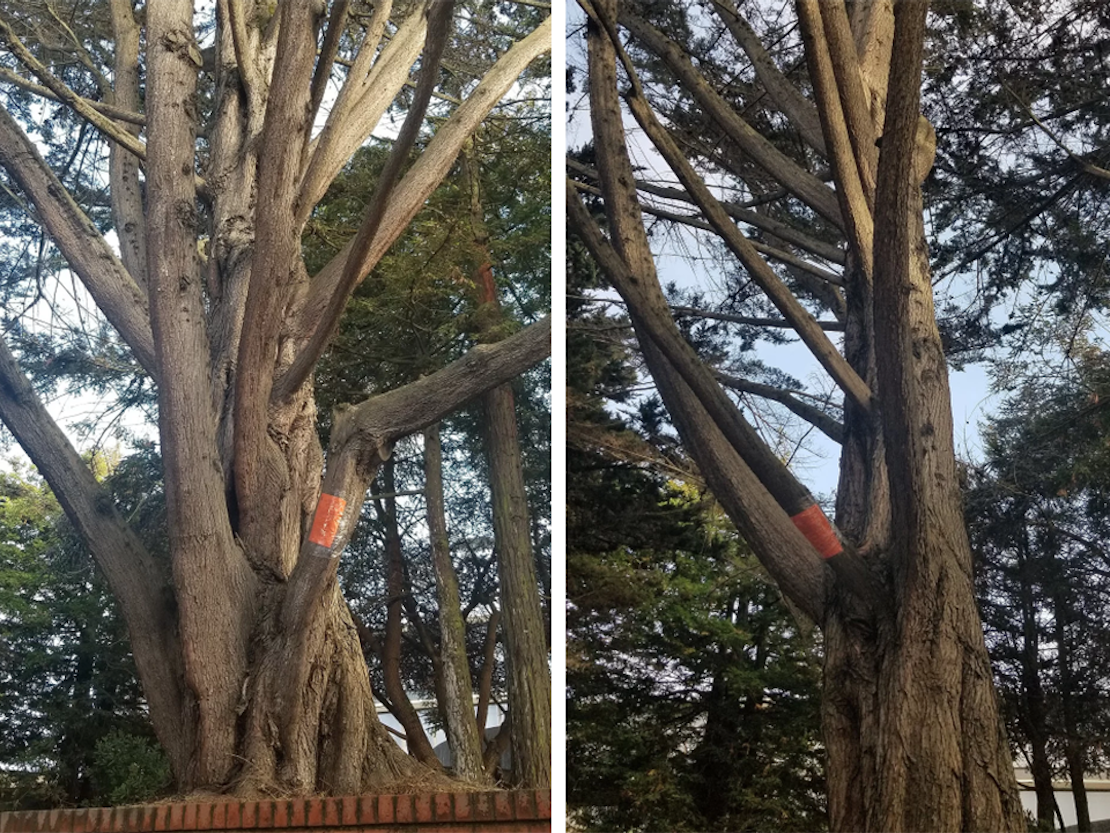 Large-scale tree removals for Laurel Heights development site spark neighborhood concerns