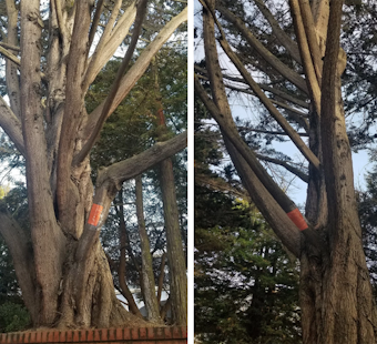 Large-scale tree removals for Laurel Heights development site spark neighborhood concerns