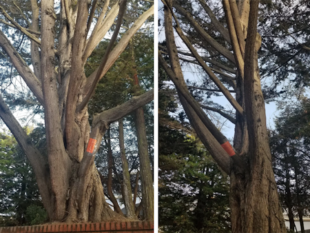 Large-scale tree removals for Laurel Heights development site spark neighborhood concerns