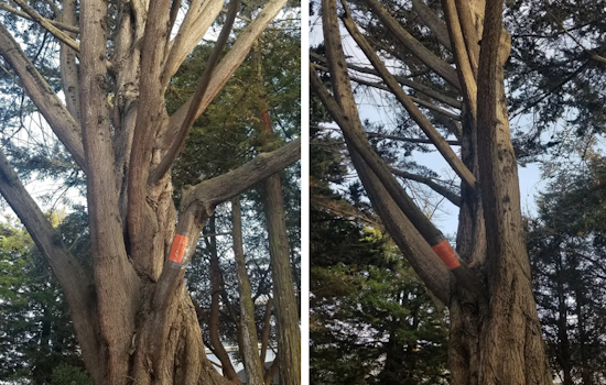 Large-scale tree removals for Laurel Heights development site spark neighborhood concerns
