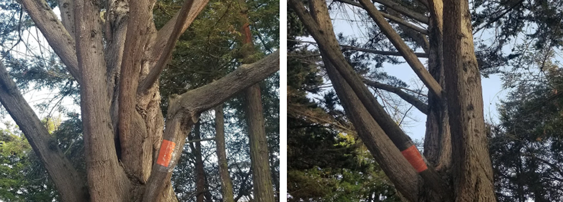 Large-scale tree removals for Laurel Heights development site spark neighborhood concerns