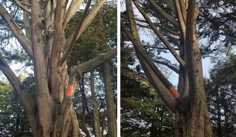 Large-scale tree removals for Laurel Heights development site spark neighborhood concerns