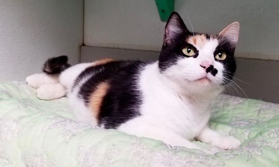 Always wanted a pet? Here are 5 cool cats ready for adoption now in Dallas