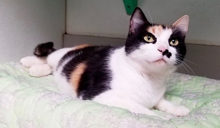 Always wanted a pet? Here are 5 cool cats ready for adoption now in Dallas