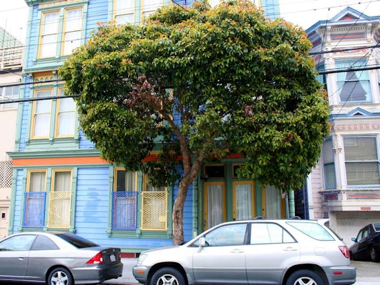 Want A Tree? You're In Luck