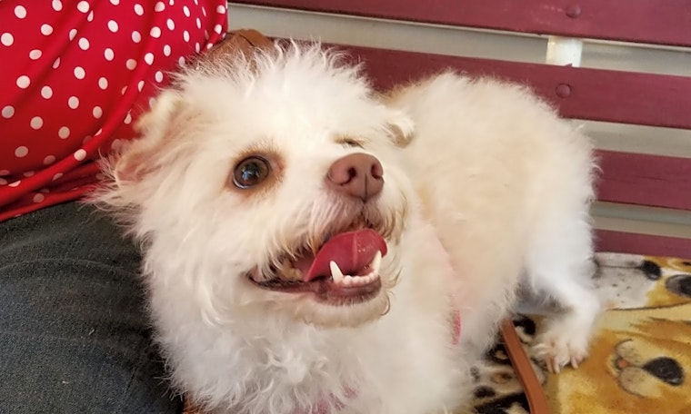 Looking to adopt a pet? Here are 3 delightful doggies to adopt now in Stockton