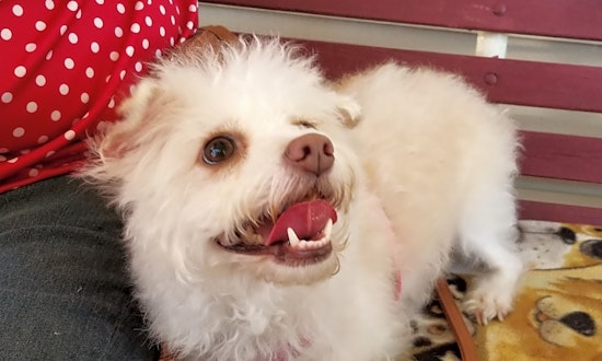 Looking to adopt a pet? Here are 3 delightful doggies to adopt now in Stockton