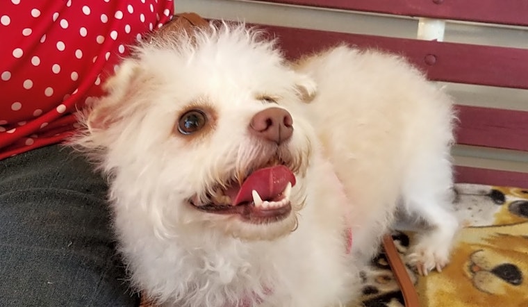 Looking to adopt a pet? Here are 3 delightful doggies to adopt now in Stockton