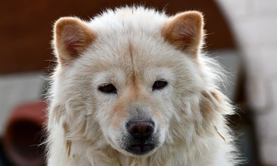 These Sacramento-based dogs are up for adoption and in need of a good home