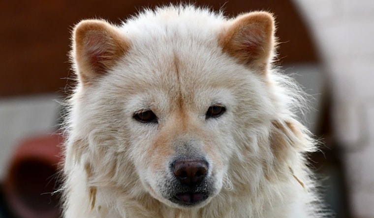 These Sacramento-based dogs are up for adoption and in need of a good home
