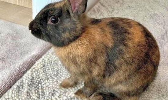 Looking to adopt a pet? Here are 6 lovable pets to adopt now in Seattle