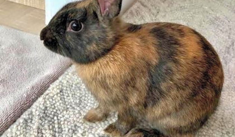 Looking to adopt a pet? Here are 6 lovable pets to adopt now in Seattle