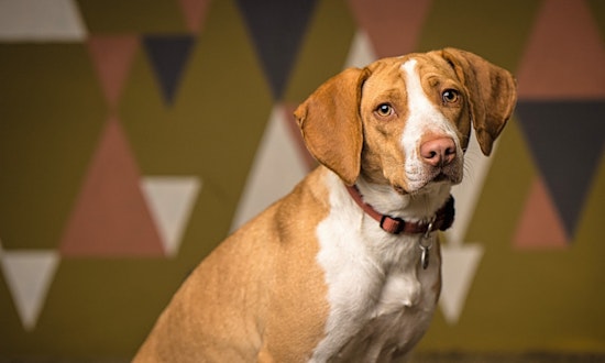 5 cuddly canines to adopt now in Portland