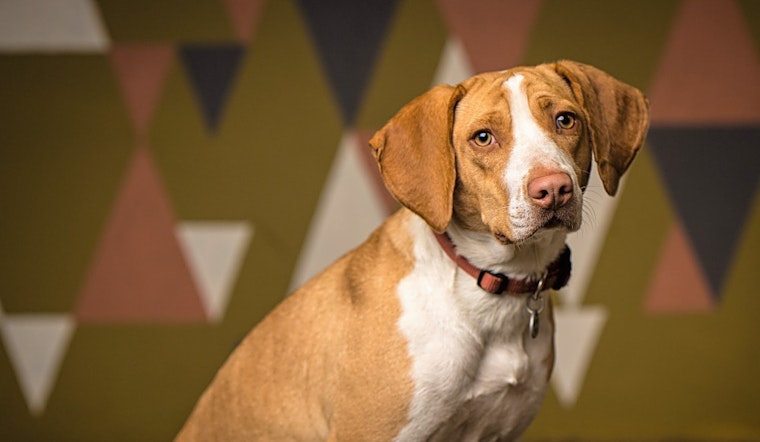 5 cuddly canines to adopt now in Portland