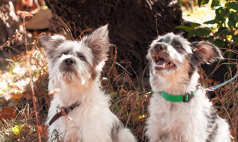 6 perfect puppies to adopt now in San Jose
