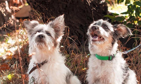 6 perfect puppies to adopt now in San Jose