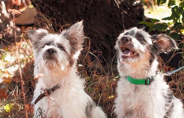 6 perfect puppies to adopt now in San Jose