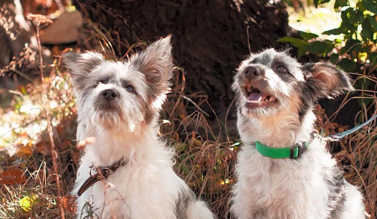 6 perfect puppies to adopt now in San Jose