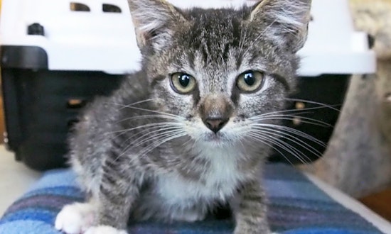 5 cute-as-can-be kittens to adopt now in Oakland