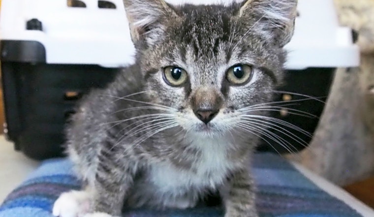 5 cute-as-can-be kittens to adopt now in Oakland