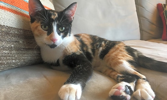 6 lovable kitties to adopt now in San Francisco