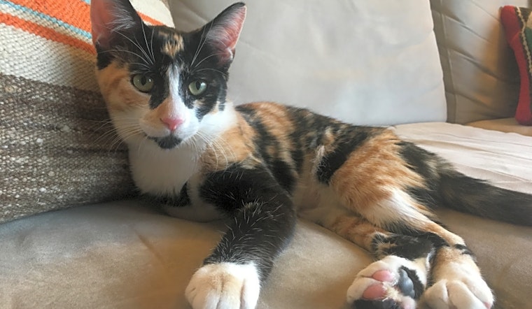 6 lovable kitties to adopt now in San Francisco