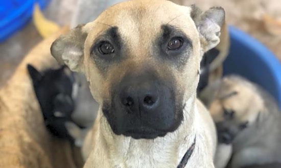 Lovable pups to adopt in San Diego