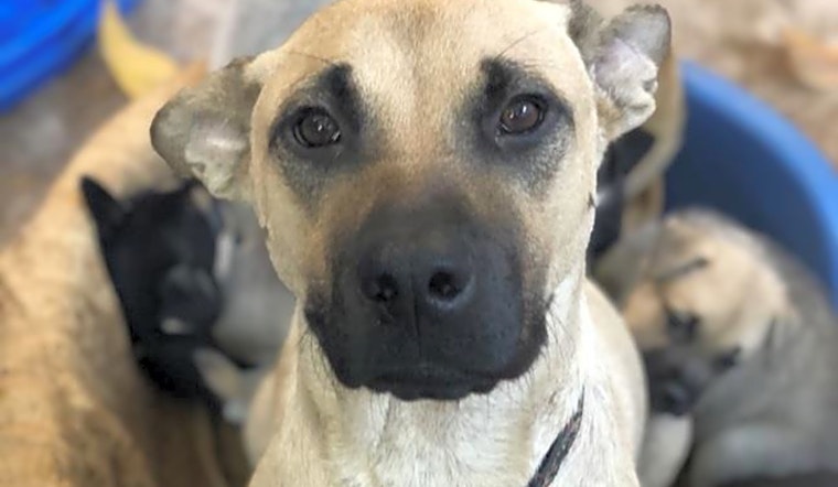Lovable pups to adopt in San Diego