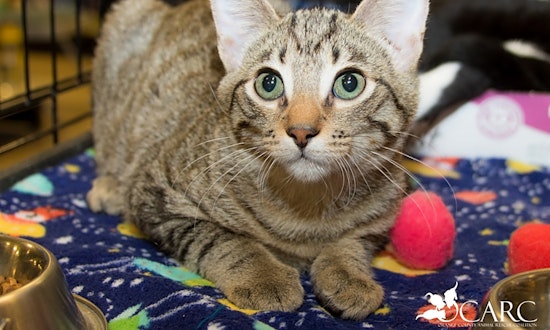Irvine-based kittens seeking fur-ever homes