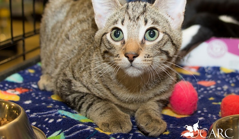 Irvine-based kittens seeking fur-ever homes
